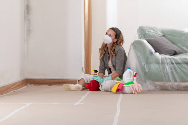 Reliable Mold Cleanup contractor in Mesa, AZ by Cheap Mold Removal