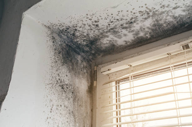 Affordable Mold Cleanup solutions in Mesa, AZ